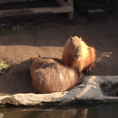 旭川市旭山動物園