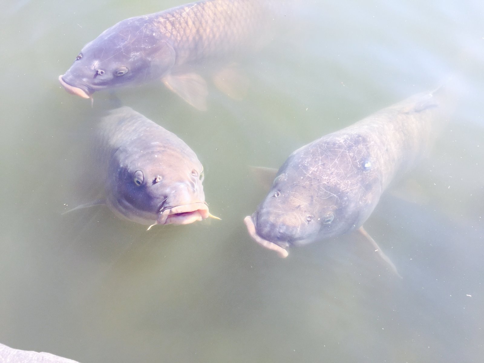 清澄庭園