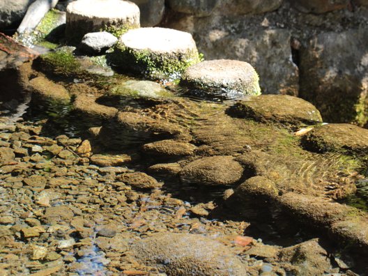 お鷹の道・真姿の池湧水群