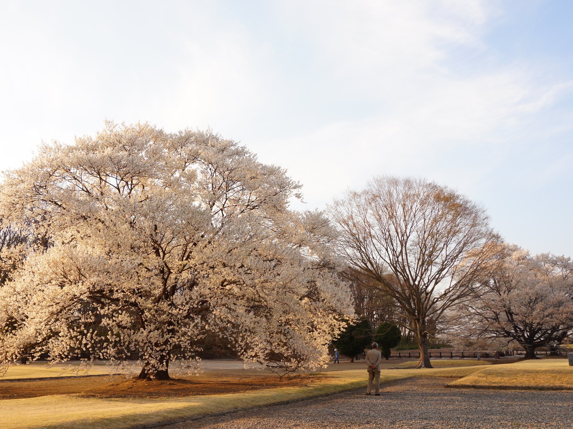 淡墨桜で春を先取り！関東栃木県の穴場桜スポット「天平の丘公園」に出かけよう！
