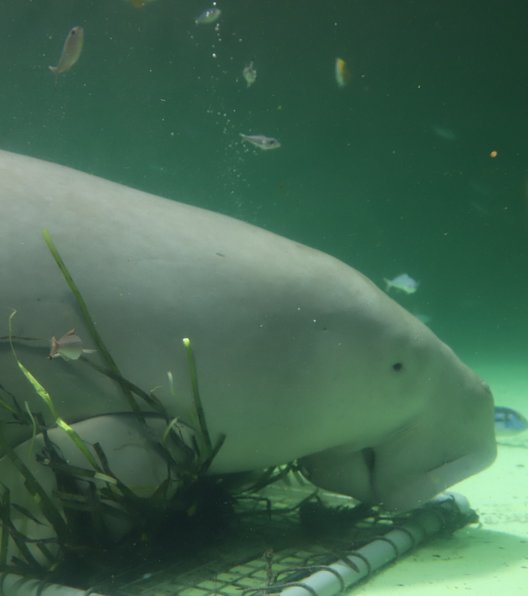 鳥羽水族館