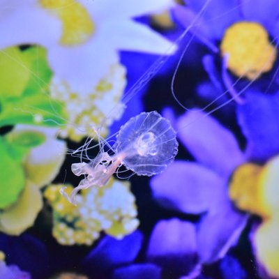 すみだ水族館