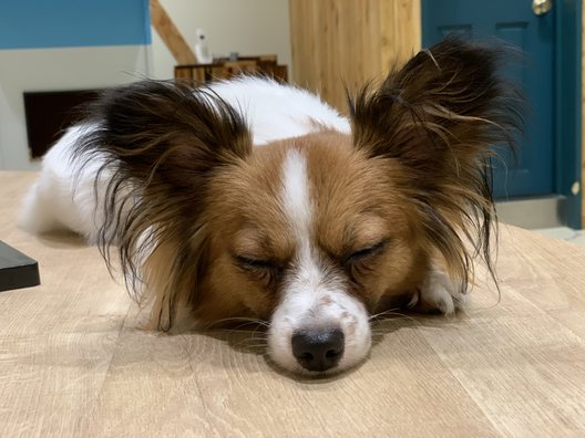 子犬カフェ RIO 下北沢店