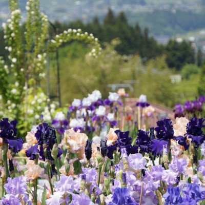 豊丘村　アイリス園