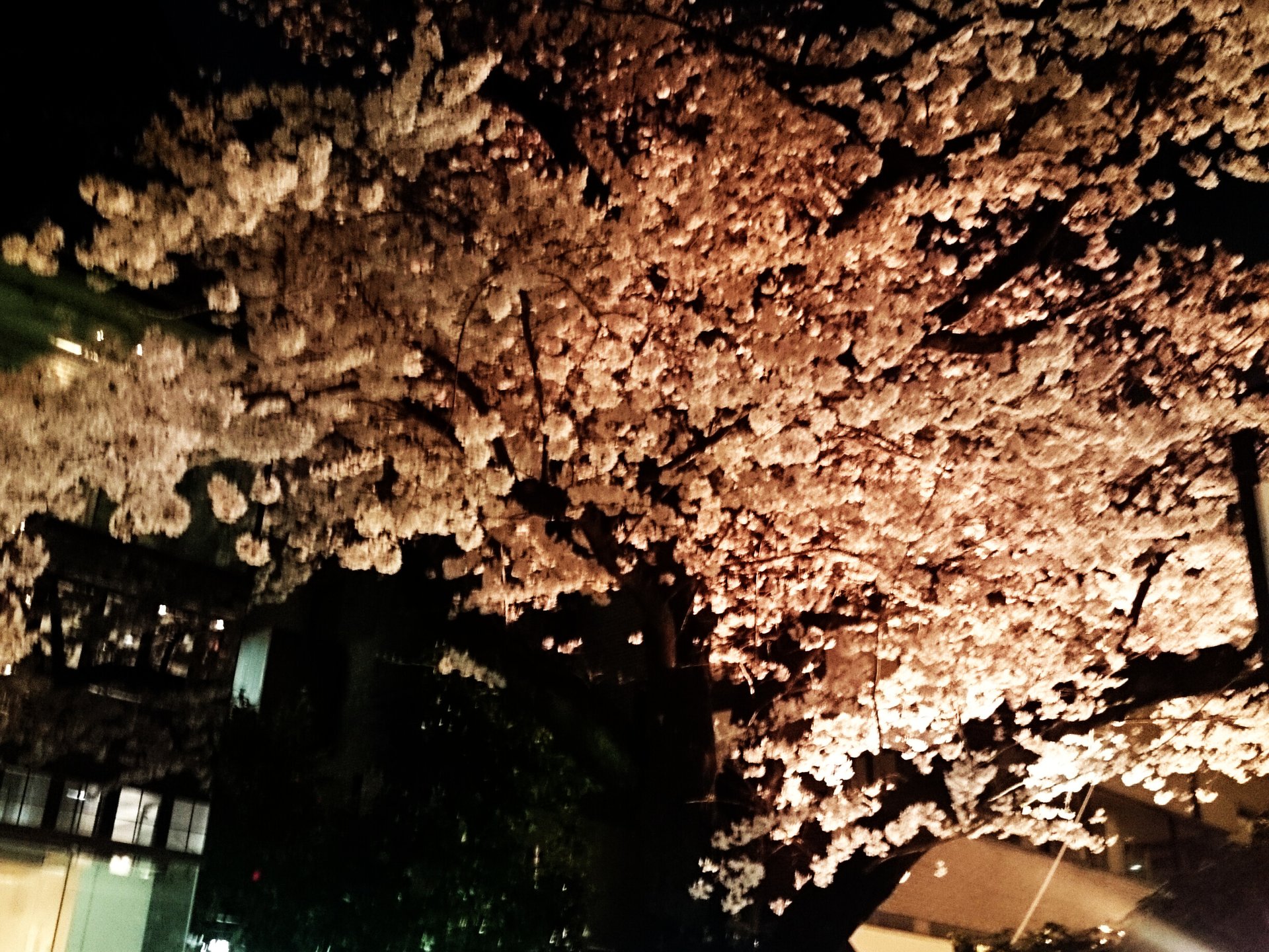表参道【夜桜】お花見夜デート。穴場なカフェから幻想的な桜を！