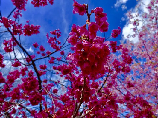 山梨県立フラワーセンターハイジの村