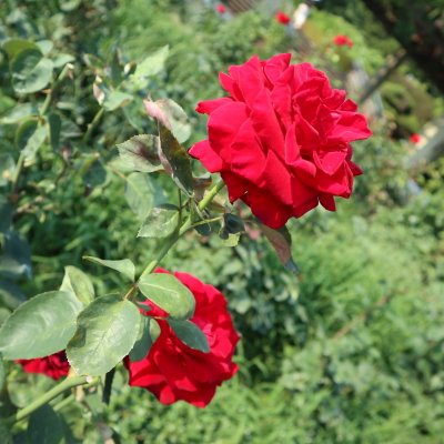 都立神代植物公園