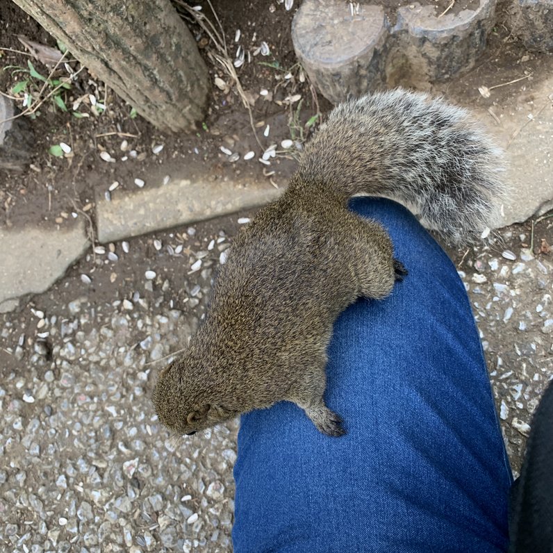 町田リス園