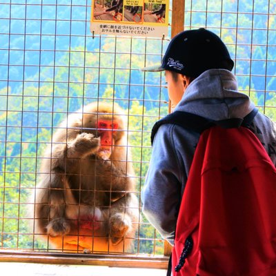 嵐山モンキーパークいわたやま