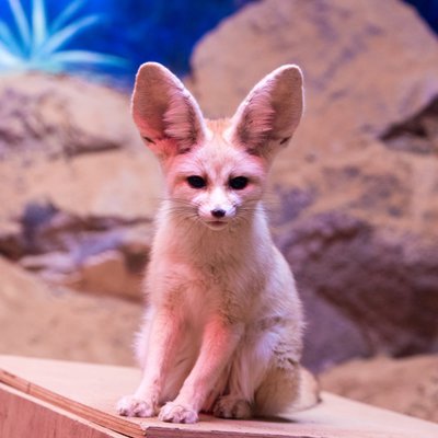 伊豆シャボテン動物公園