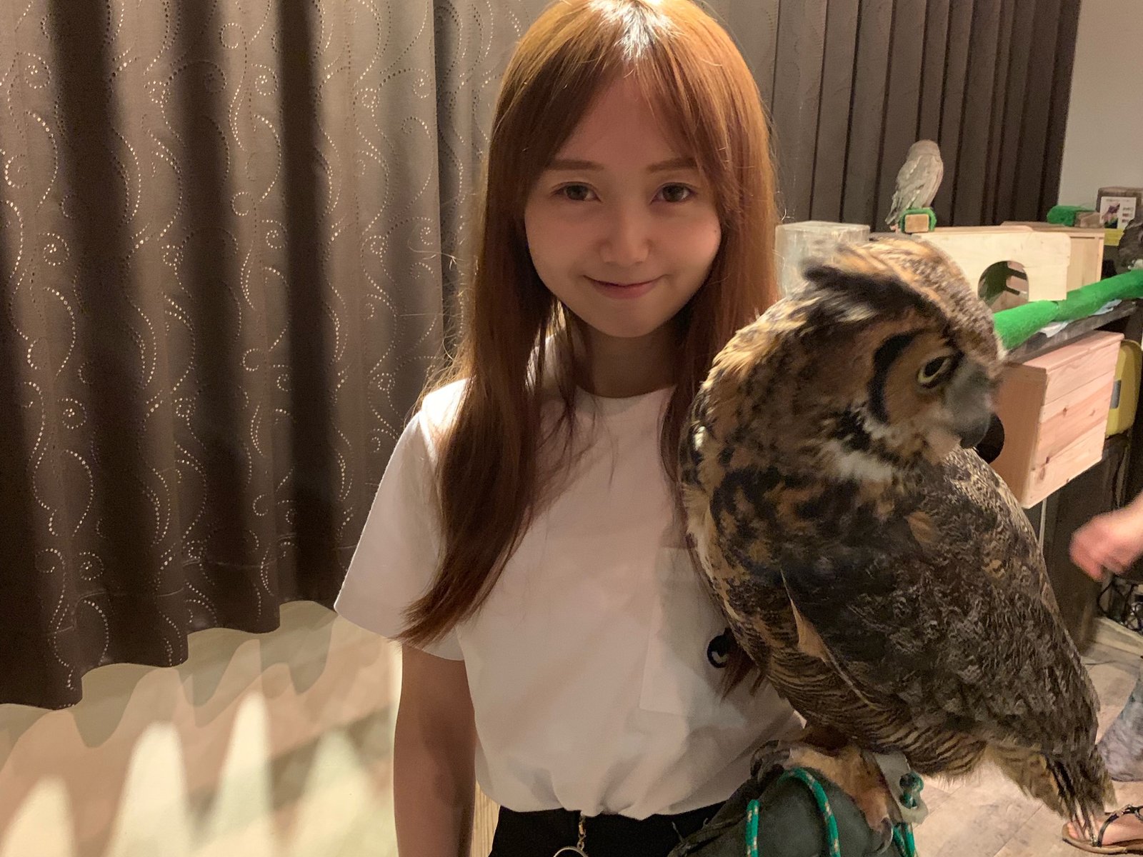 フクロウカフェ&バー 格闘梟