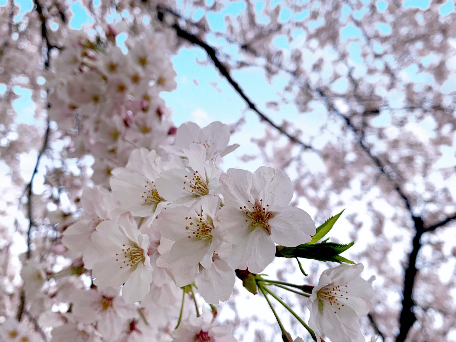 錦糸公園