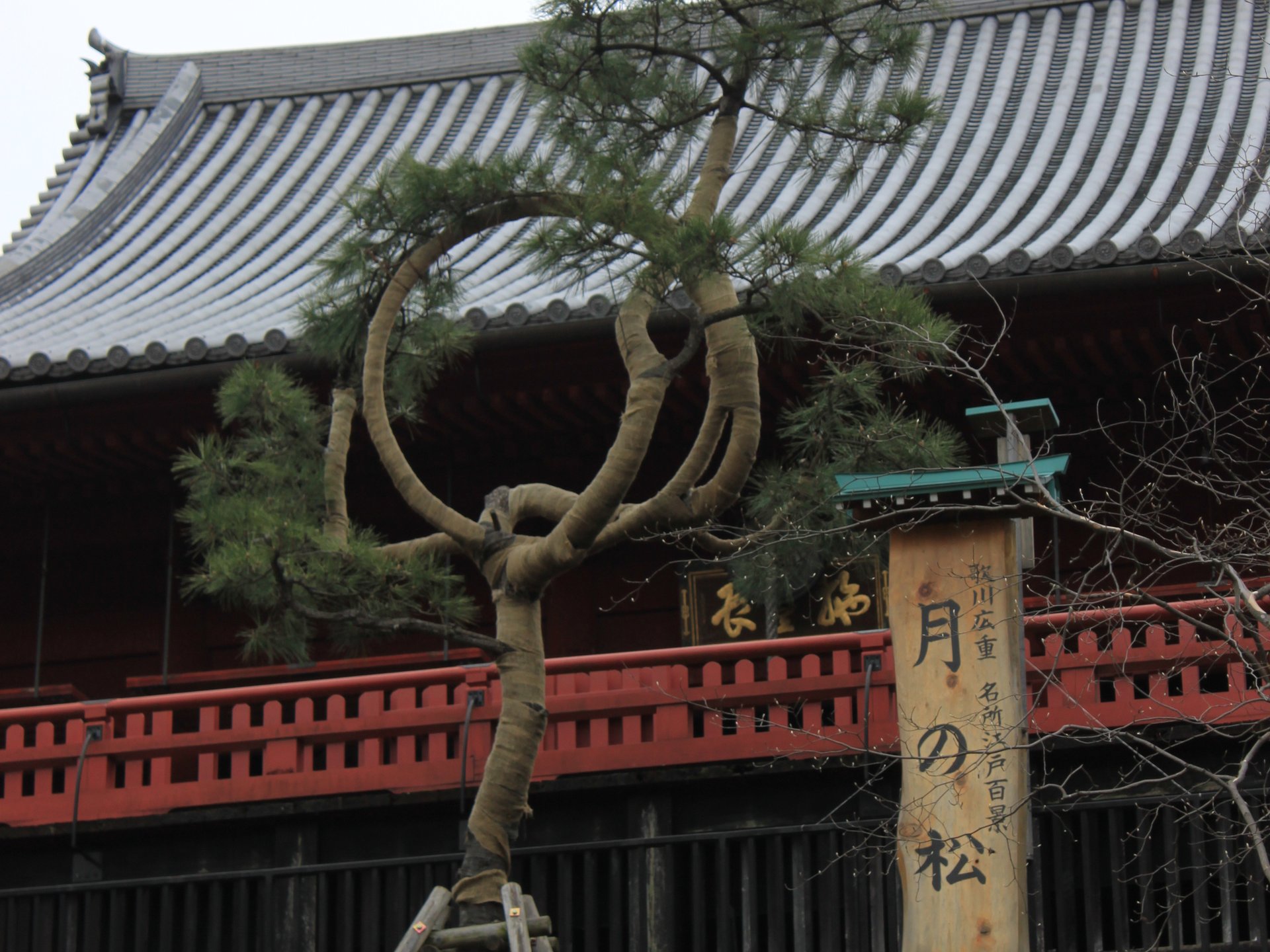 【上野散歩】上野にもあった”清水の舞台”！そして都会のオアシス”不忍池”では古代蓮に癒されよう♪