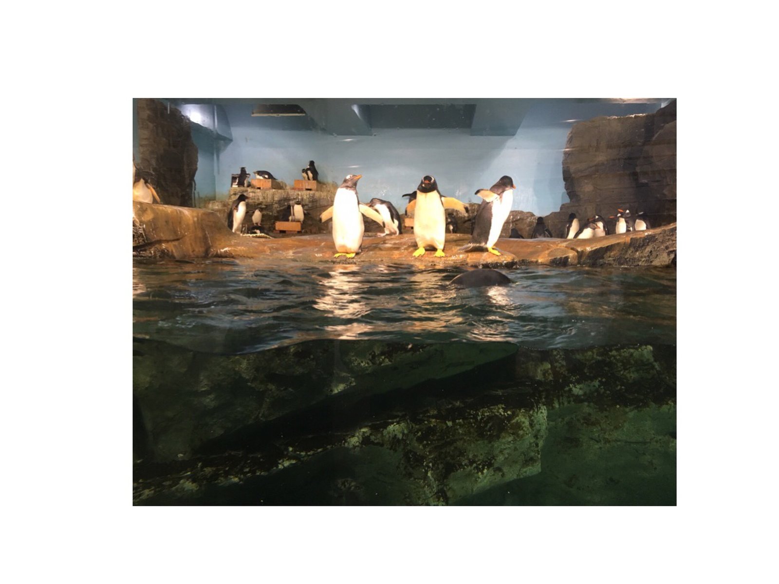 男鹿水族館GAO