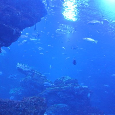 京都水族館