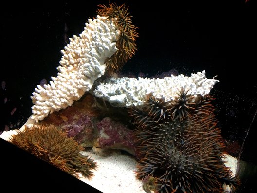 沖縄美ら海水族館