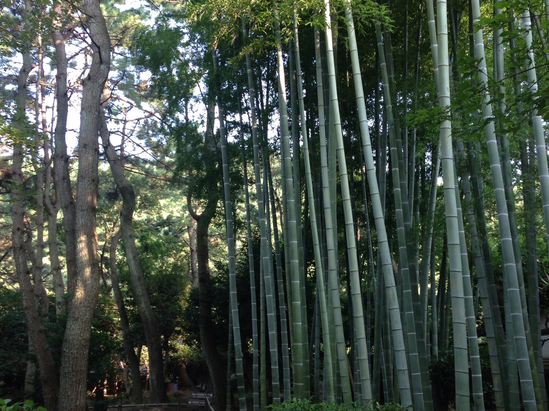 神奈川県横浜にある観光スポットの三渓園を散策！金欠カップルへおすすめ！お金のかからないデート！