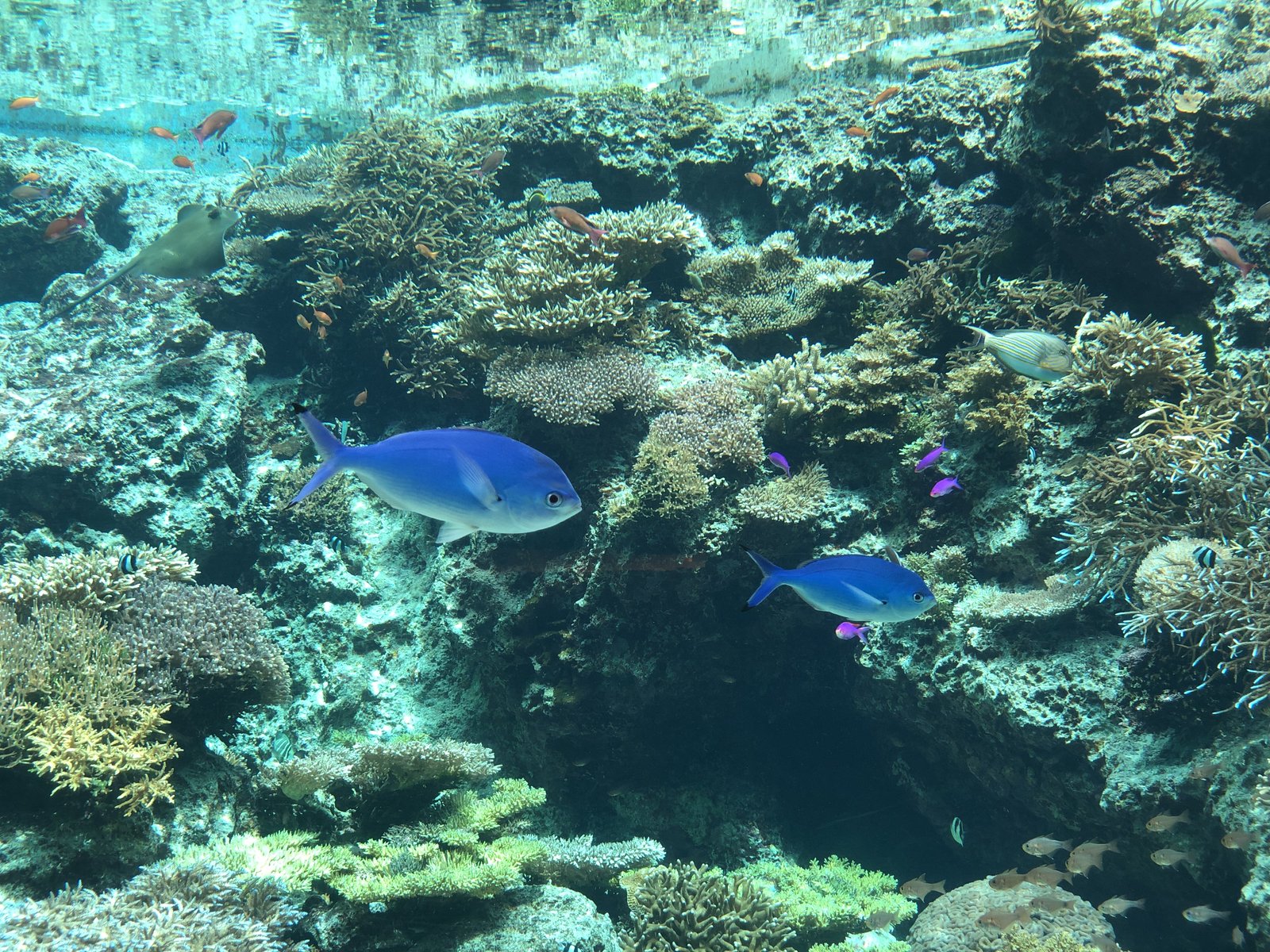 沖縄美ら海水族館