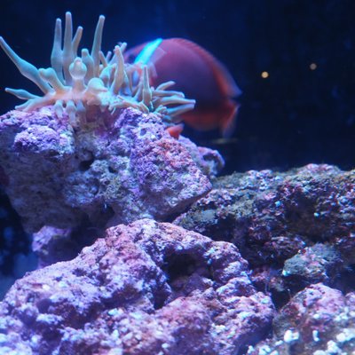 すみだ水族館