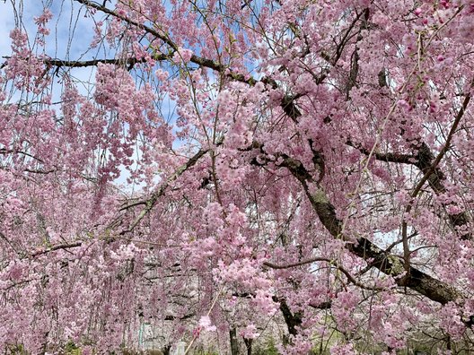 羊山公園