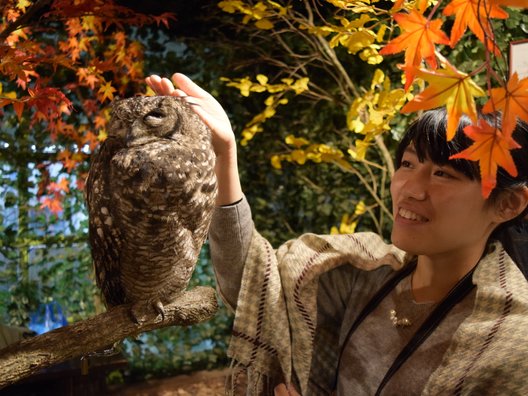 京都のフクロウの森