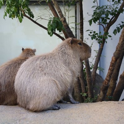 アクア・トトぎふ