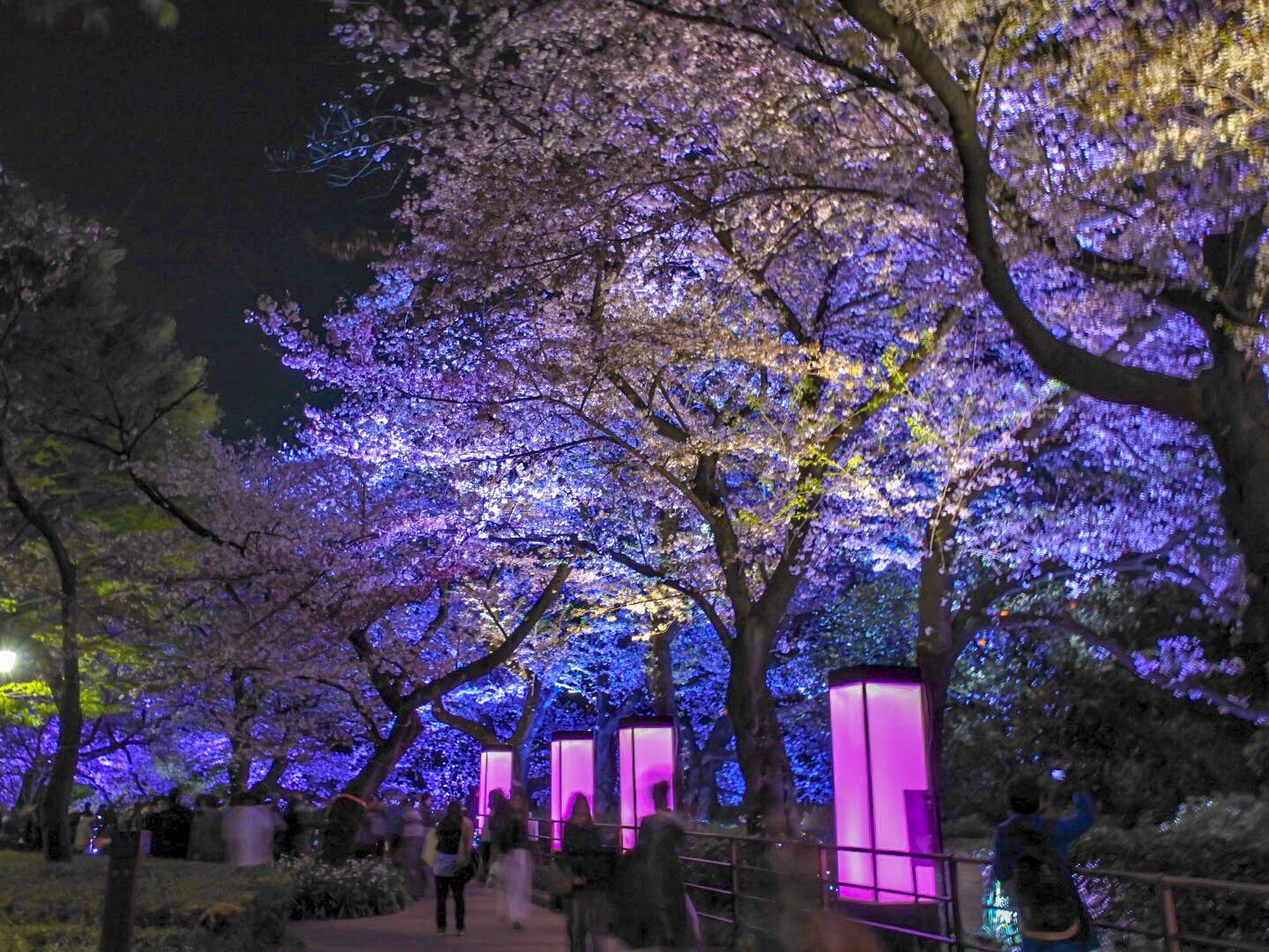 【日本の中心の桜】春は千鳥ヶ淵緑道の桜ライトアップへ！帰りは女性におすすめのイタリアンラーメン！