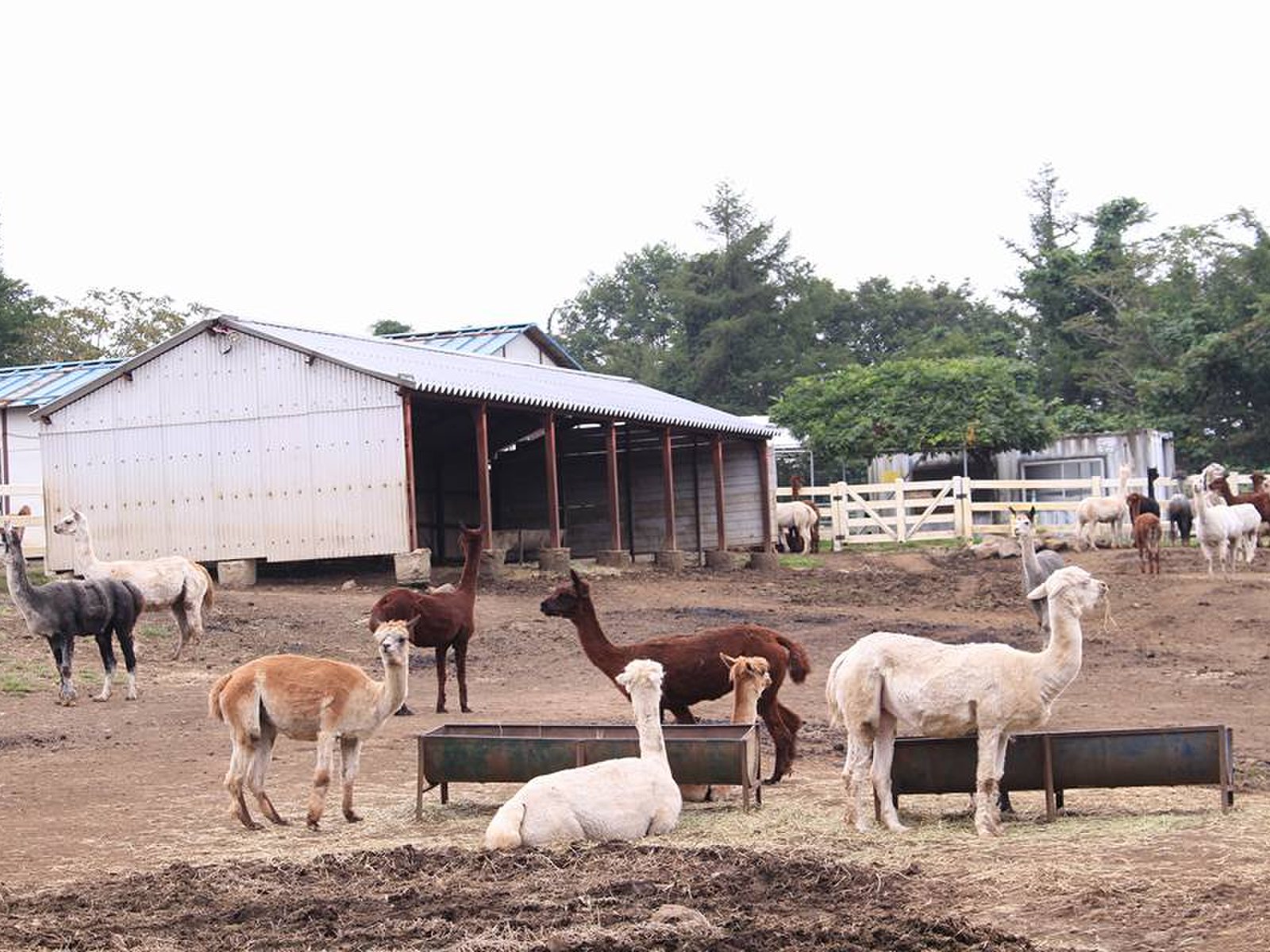 【閉園】那須アルパカ牧場