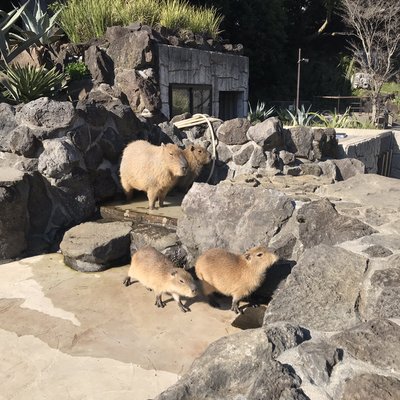 伊豆シャボテン動物公園