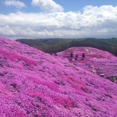 東藻琴芝桜公園キャンプ場