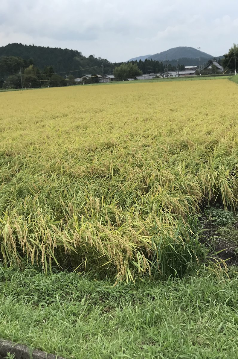 関ヶ原古戦場 決戦地