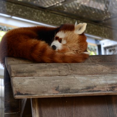 熱川バナナワニ園