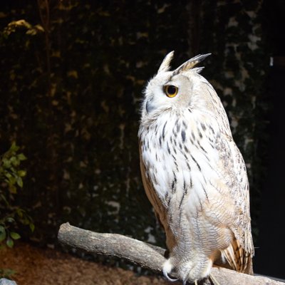 京都のフクロウの森