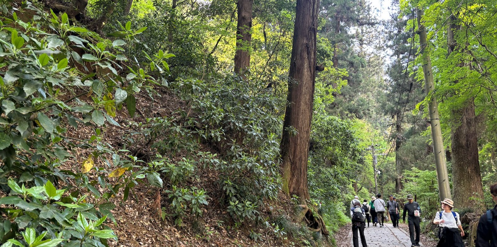 高尾山