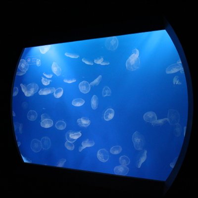 すみだ水族館