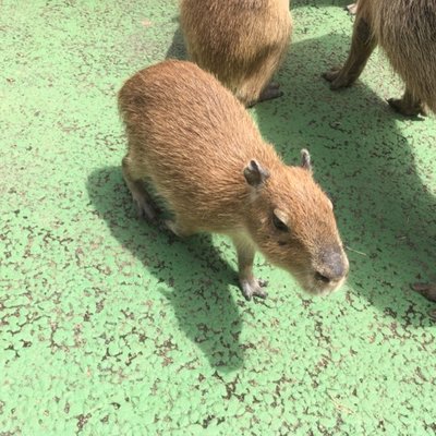 伊豆シャボテン動物公園