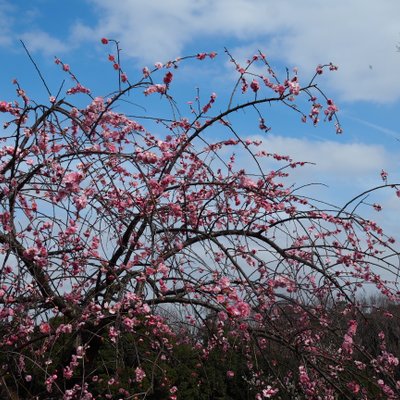 修善寺自然公園