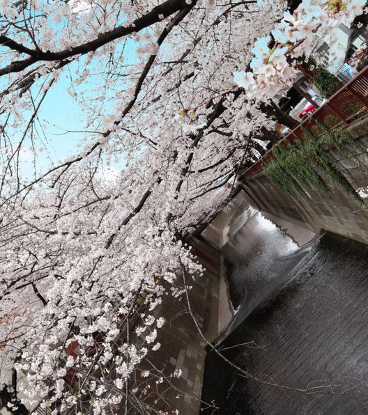 目黒川(桜並木)