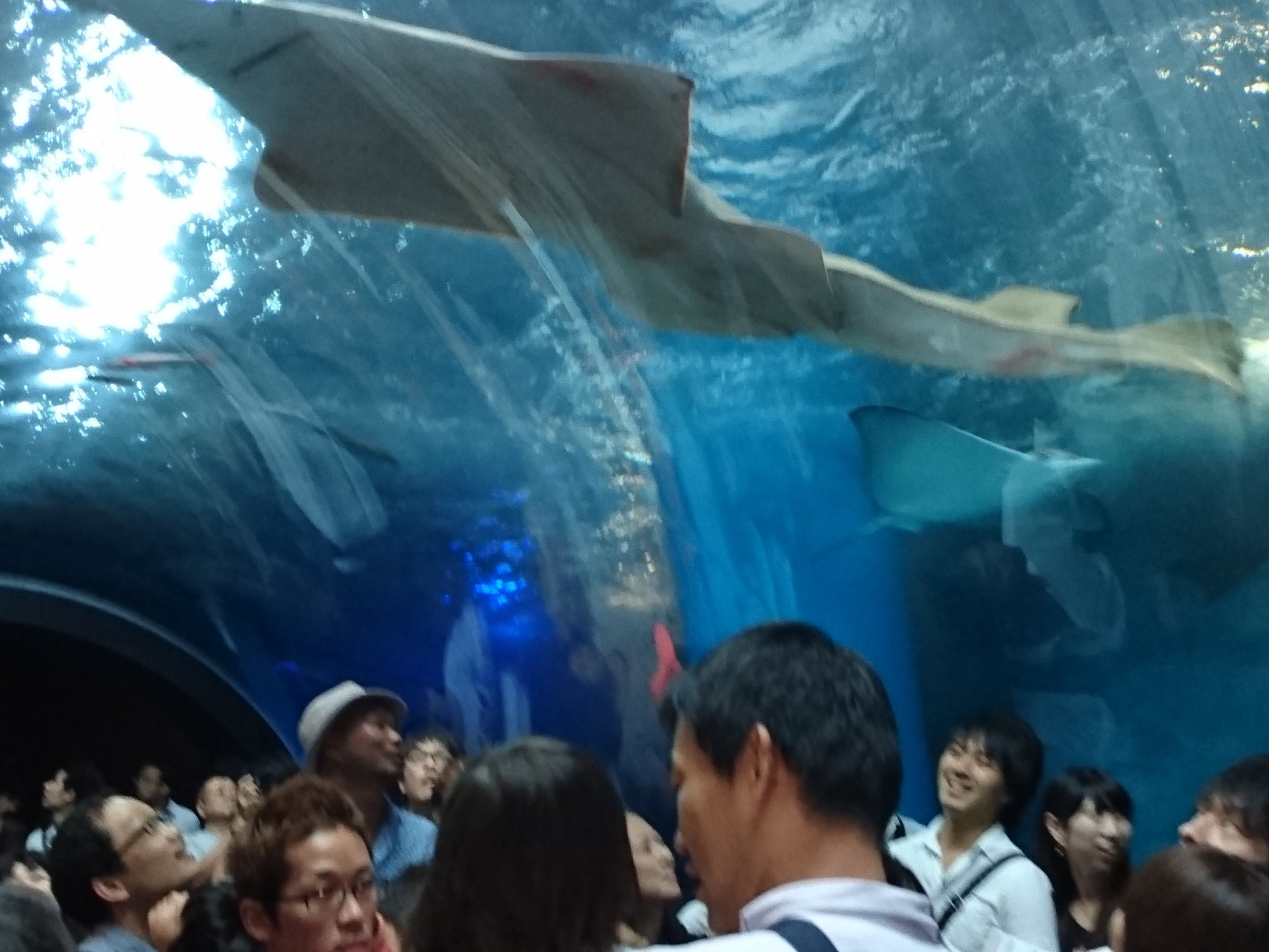 リニューアルオープンした品川のEPSON水族館