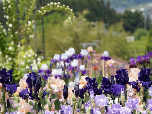 豊丘村　アイリス園