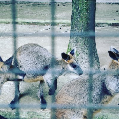 野毛山動物園