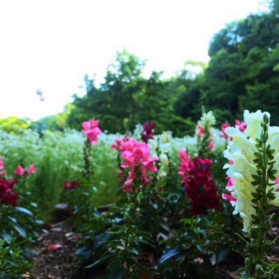 神戸布引ハーブ園