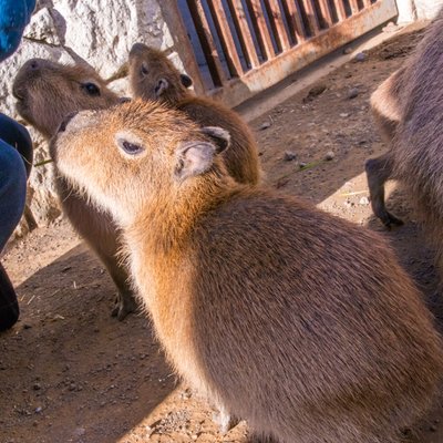 伊豆シャボテン動物公園