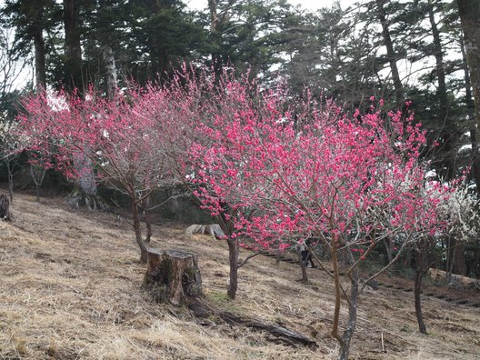 修善寺自然公園