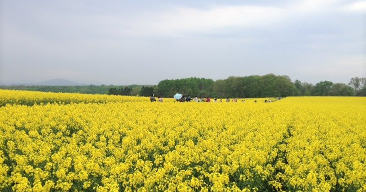 滝川 絶景 スケール感が最高 日本一の菜の花畑 Snsブームで人気観光地の仲間入り Playlife プレイライフ