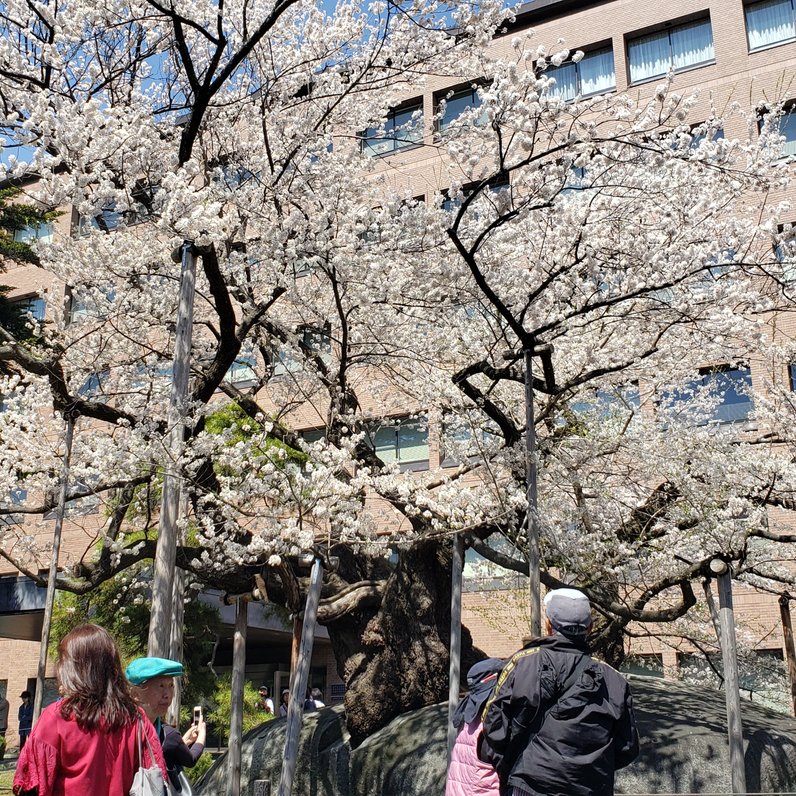 石割桜