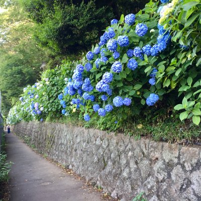 飛鳥山公園