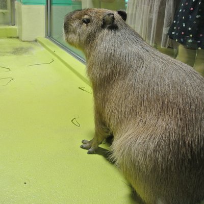 竹島水族館