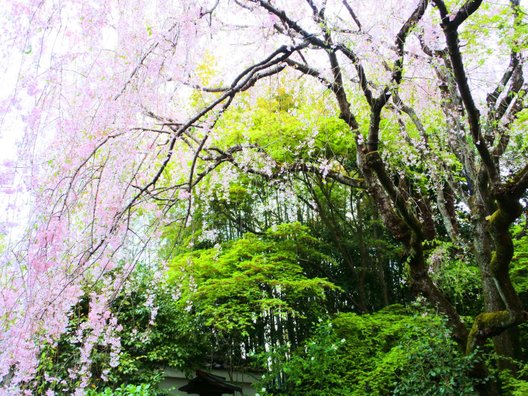 妙心寺山内 退蔵院