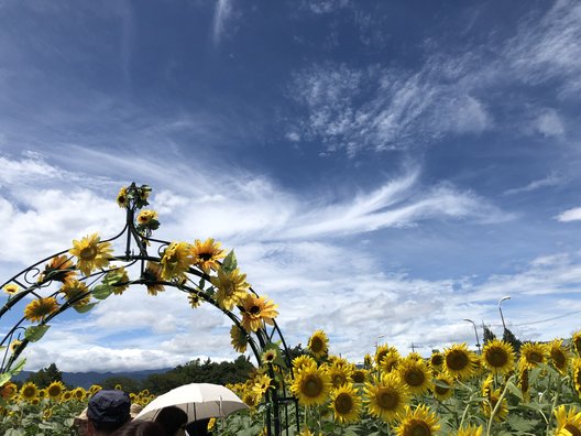 座間市ひまわり畑(神奈川)